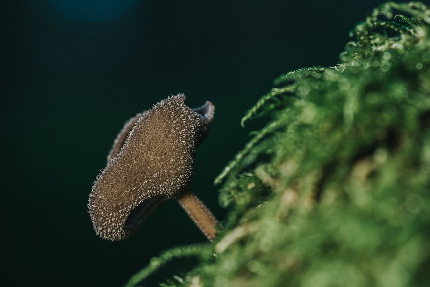 I Go To Forest With My Camera To Capture Fabulous Beauty Of Mushroms