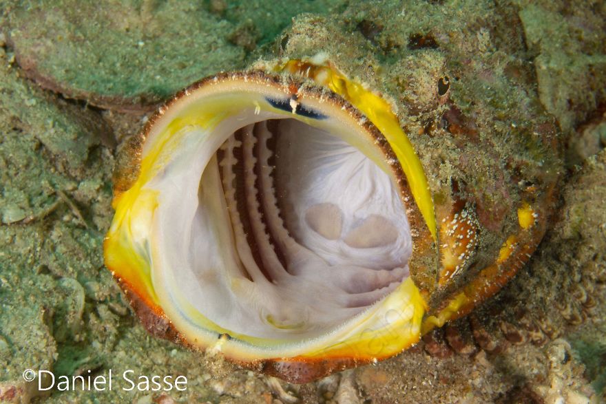 Yawning Takes About 1 Sec. And I Finally Got A Good Shot Of A Devils Scorpionfish