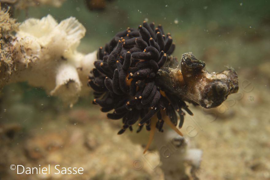 I Photographed The Beautiful Phestilla Melanobrachia Aeolid