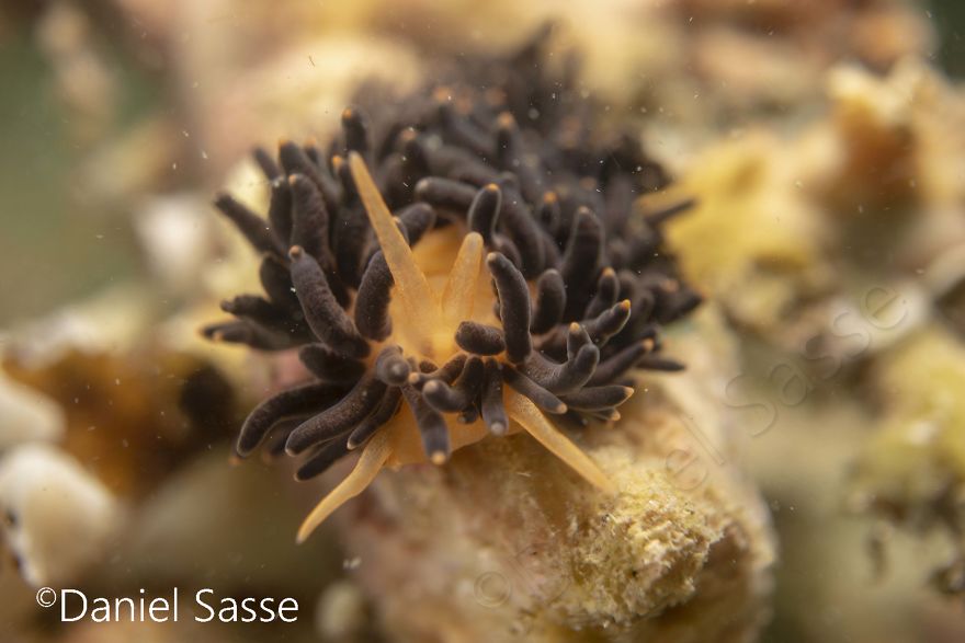 I Photographed The Beautiful Phestilla Melanobrachia Aeolid