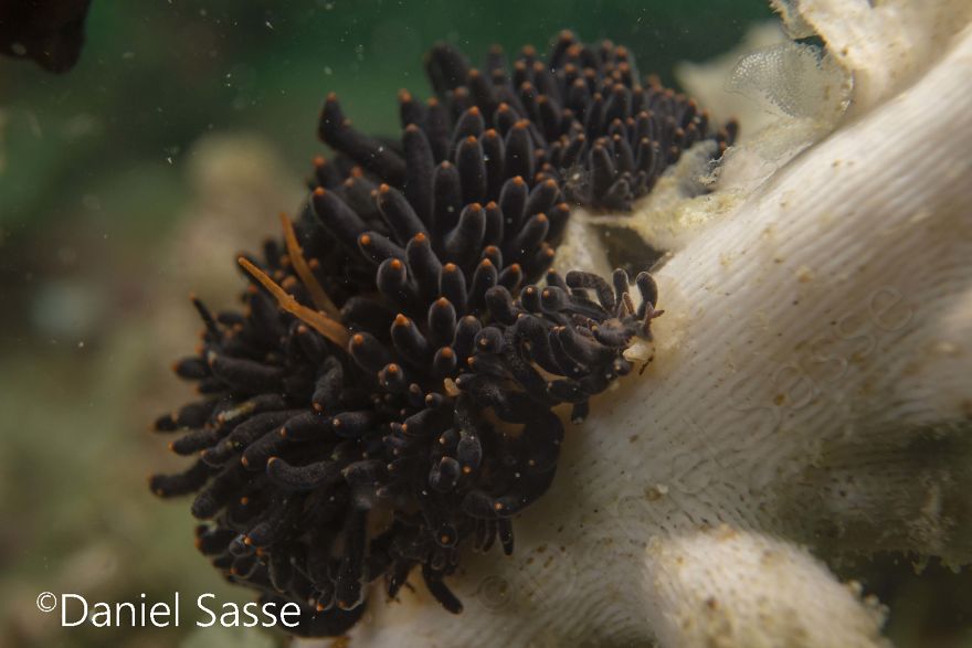 I Photographed The Beautiful Phestilla Melanobrachia Aeolid