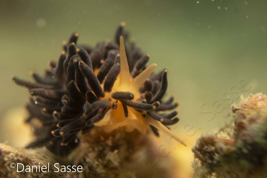 I Photographed The Beautiful Phestilla Melanobrachia Aeolid