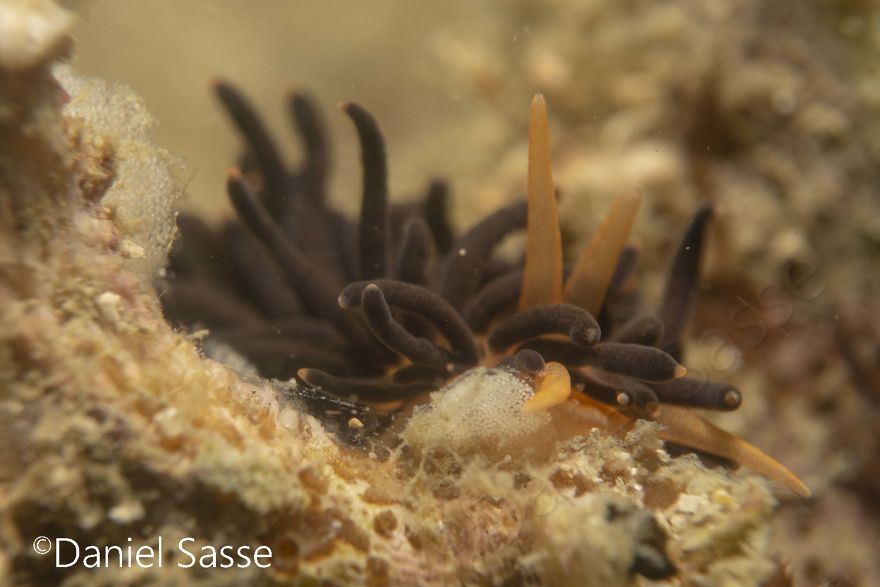 I Photographed The Beautiful Phestilla Melanobrachia Aeolid