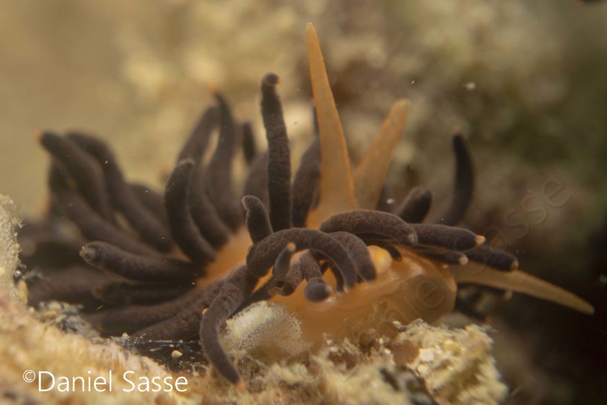 I Photographed The Beautiful Phestilla Melanobrachia Aeolid
