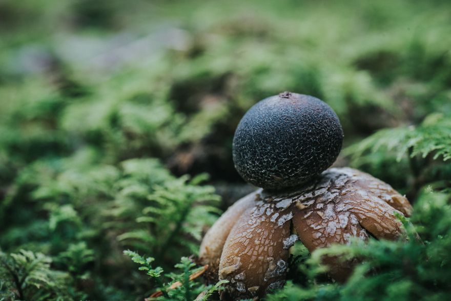 I Go To Forest With My Camera To Capture Fabulous Beauty Of Mushroms