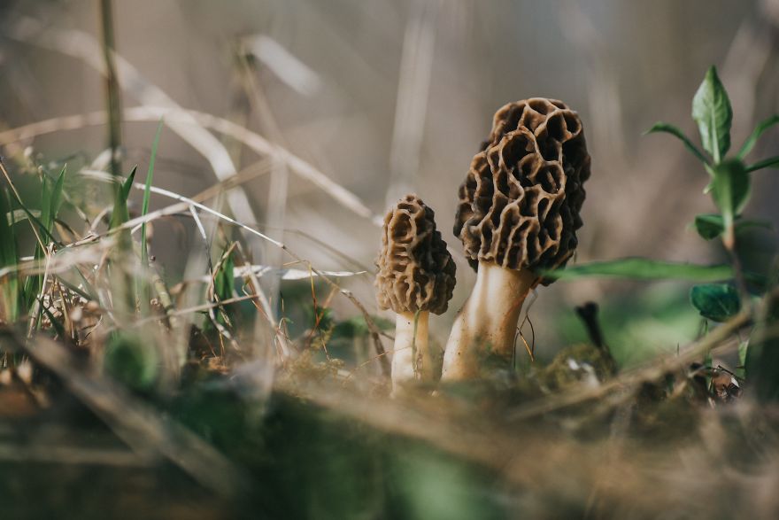 I Go To Forest With My Camera To Capture Fabulous Beauty Of Mushroms