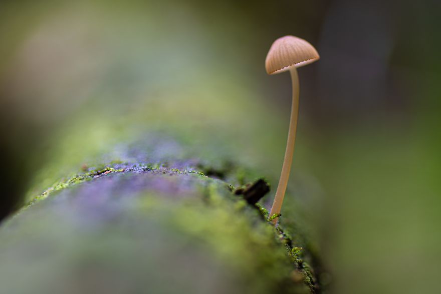 I Go To Forest With My Camera To Capture Fabulous Beauty Of Mushroms