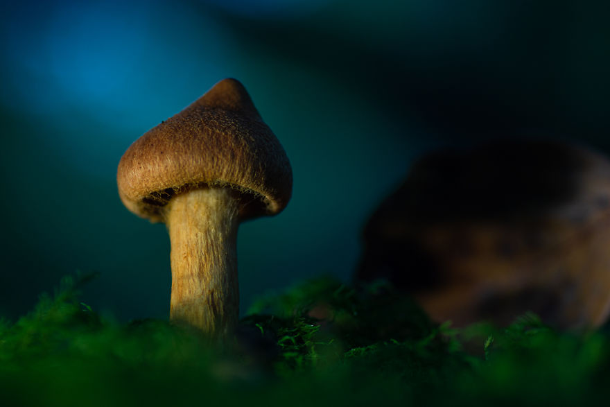 I Go To Forest With My Camera To Capture Fabulous Beauty Of Mushroms