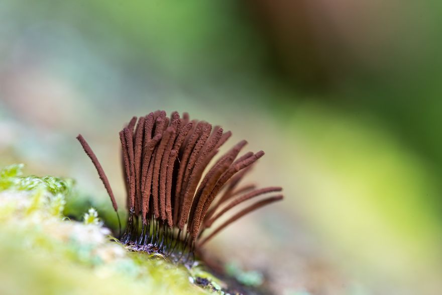 I Go To Forest With My Camera To Capture Fabulous Beauty Of Mushroms