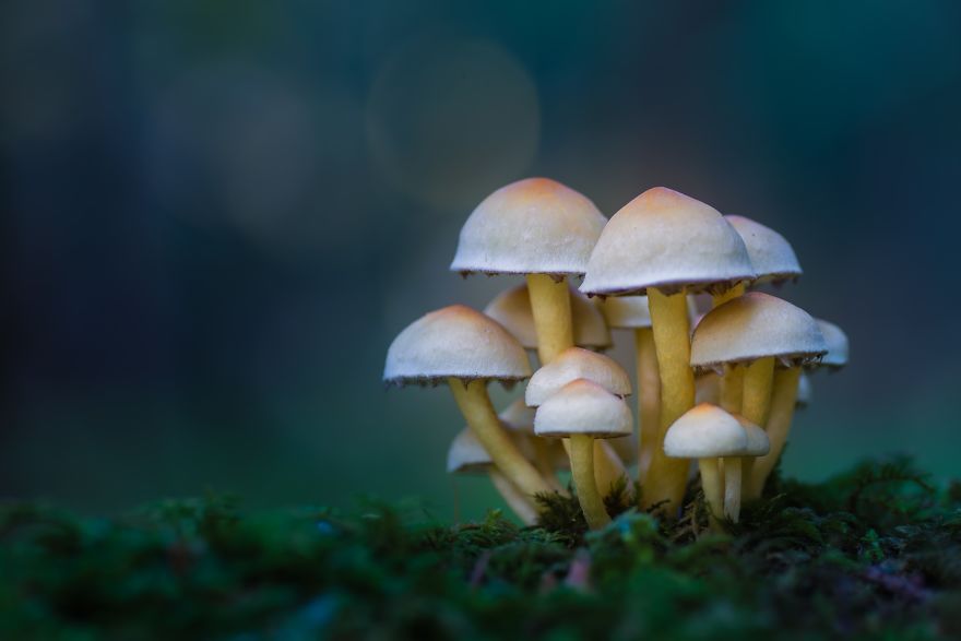 I Go To Forest With My Camera To Capture Fabulous Beauty Of Mushroms