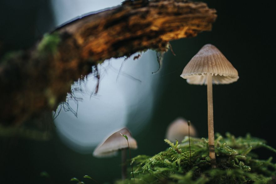 I Go To Forest With My Camera To Capture Fabulous Beauty Of Mushroms