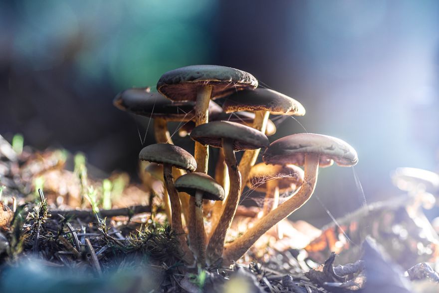 I Go To Forest With My Camera To Capture Fabulous Beauty Of Mushroms