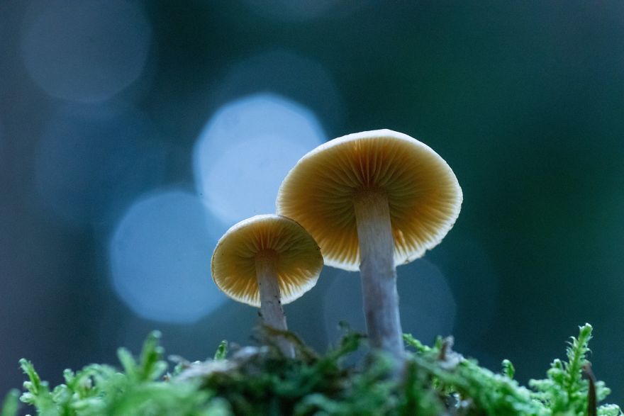 I Go To Forest With My Camera To Capture Fabulous Beauty Of Mushroms
