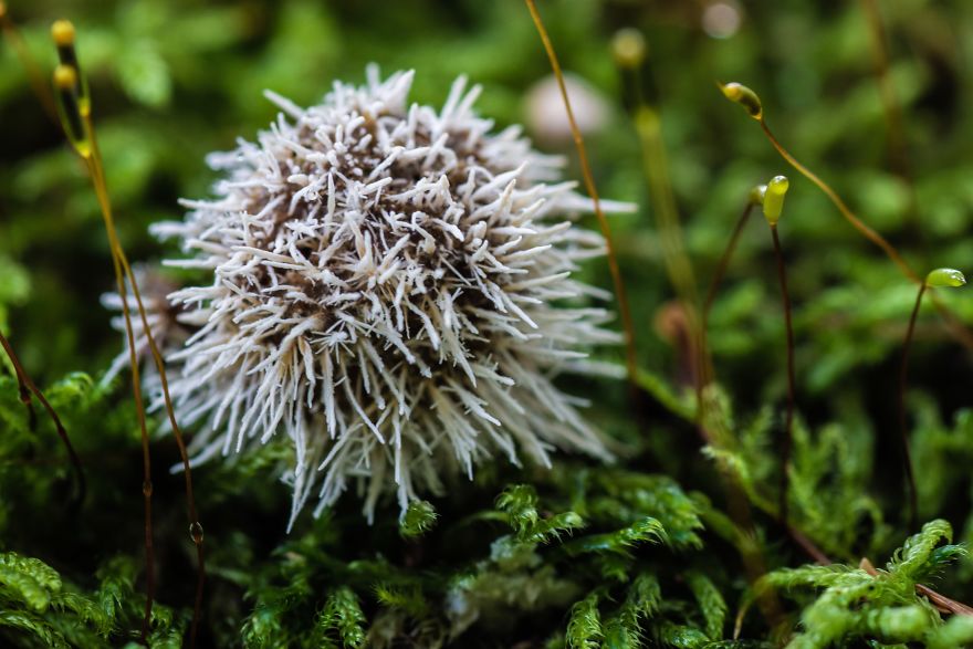 I Go To Forest With My Camera To Capture Fabulous Beauty Of Mushroms