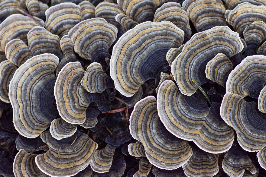 I Go To Forest With My Camera To Capture Fabulous Beauty Of Mushroms