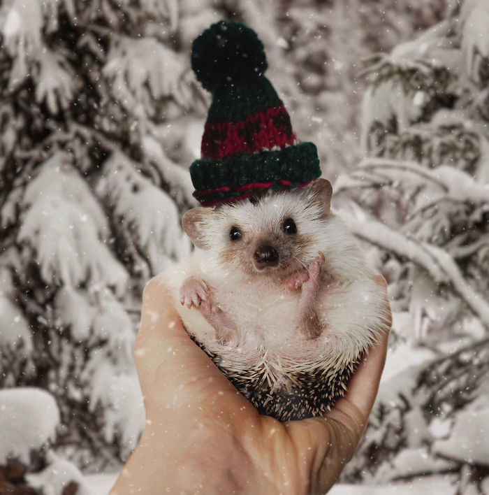Cinnamon The Hedgehog Is Living Her Best Life, Here&rsquo;s Her Average Day (17 Pics)