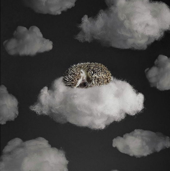 Cinnamon The Hedgehog Is Living Her Best Life, Here’s Her Average Day (17 Pics) Cinnamon The Hedgehog Is Living Her Best Life, Here’s Her Average Day (17 Pics)