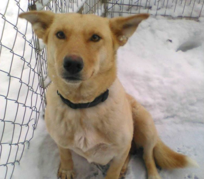 Litter of 6 Survives In The Cold Due To The Caring Love Of Their Mother, Gets Saved By The Locals
