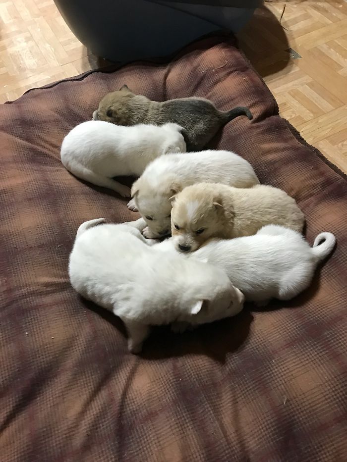 Litter of 6 Survives In The Cold Due To The Caring Love Of Their Mother, Gets Saved By The Locals Litter of 6 Survives In The Cold Due To The Caring Love Of Their Mother, Gets Saved By The Locals