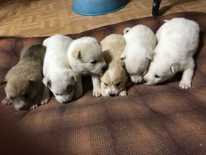 Litter of 6 Survives In The Cold Due To The Caring Love Of Their Mother, Gets Saved By The Locals