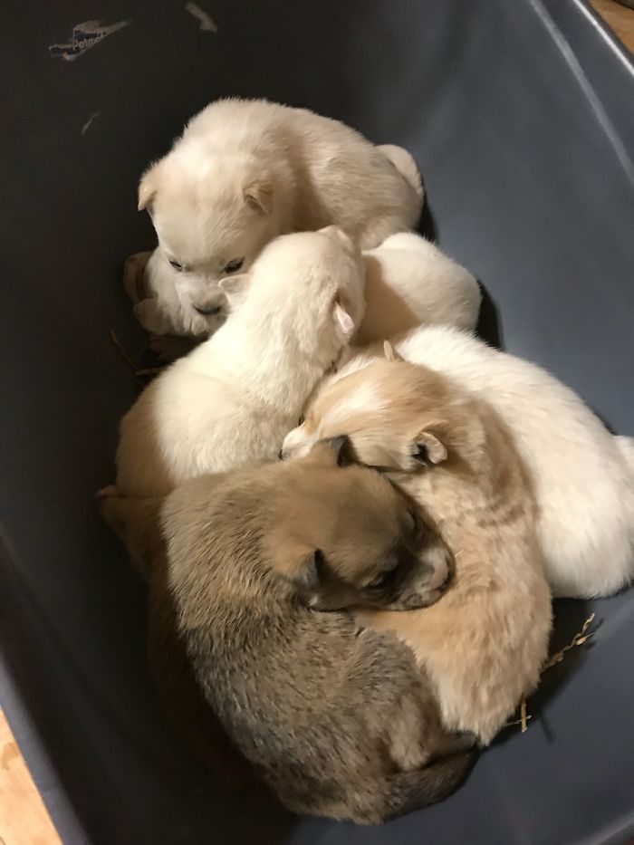 Litter of 6 Survives In The Cold Due To The Caring Love Of Their Mother, Gets Saved By The Locals Litter of 6 Survives In The Cold Due To The Caring Love Of Their Mother, Gets Saved By The Locals