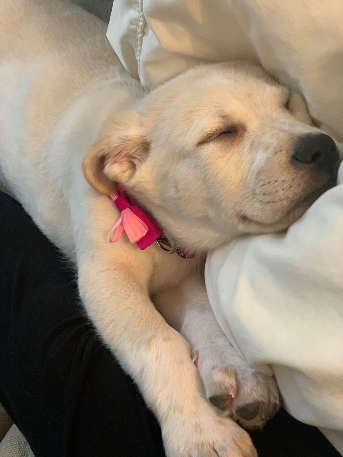 Litter of 6 Survives In The Cold Due To The Caring Love Of Their Mother, Gets Saved By The Locals