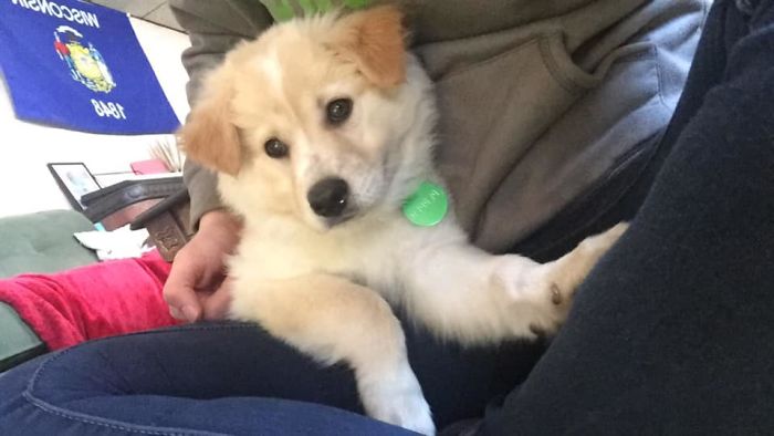 Litter of 6 Survives In The Cold Due To The Caring Love Of Their Mother, Gets Saved By The Locals Litter of 6 Survives In The Cold Due To The Caring Love Of Their Mother, Gets Saved By The Locals