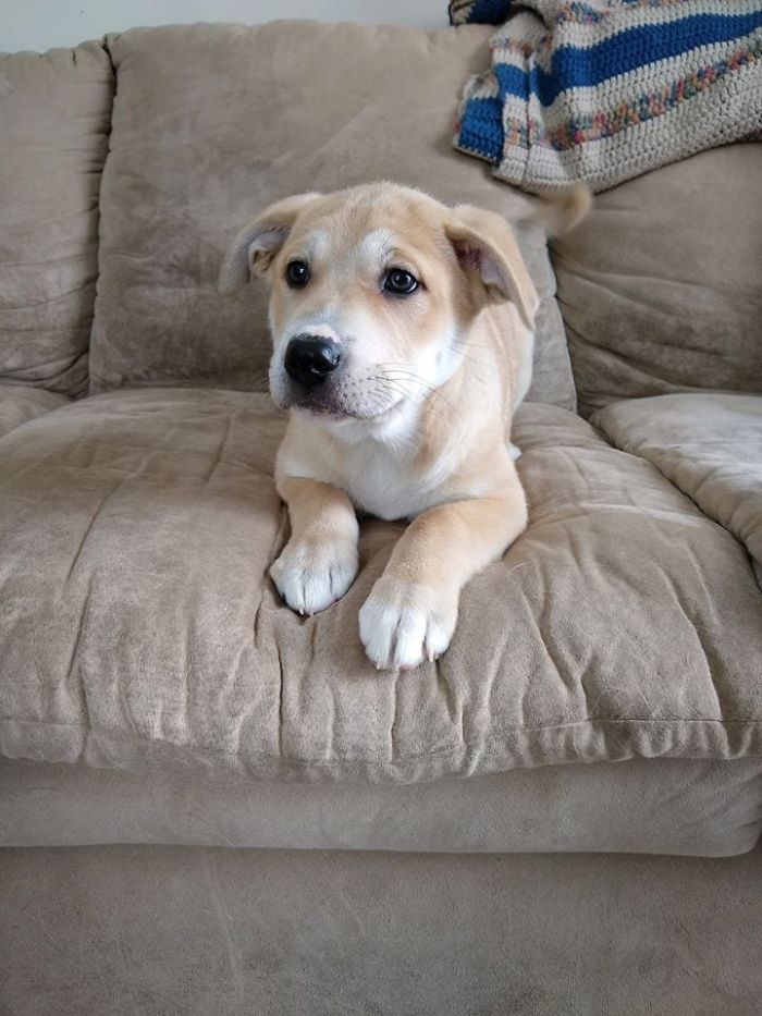 Litter of 6 Survives In The Cold Due To The Caring Love Of Their Mother, Gets Saved By The Locals Litter of 6 Survives In The Cold Due To The Caring Love Of Their Mother, Gets Saved By The Locals