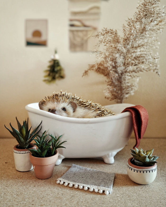 Cinnamon The Hedgehog Is Living Her Best Life, Here’s Her Average Day (17 Pics) Cinnamon The Hedgehog Is Living Her Best Life, Here’s Her Average Day (17 Pics)