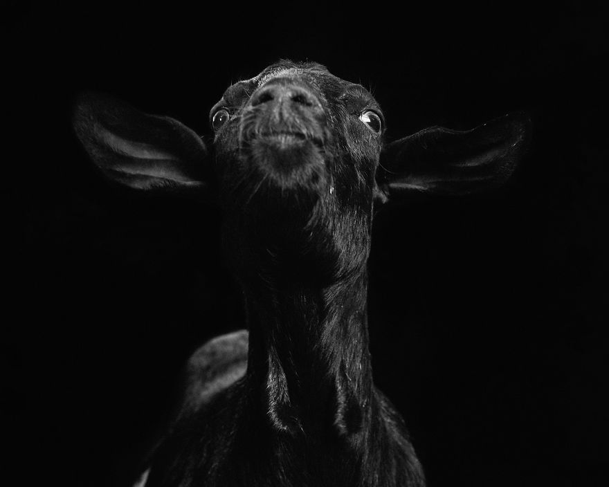 I Became Vegan After Photographing Farm Animals (14 Pics) I Became Vegan After Photographing Farm Animals (14 Pics)