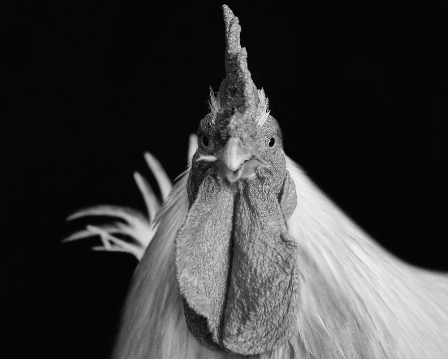 I Became Vegan After Photographing Farm Animals (14 Pics) I Became Vegan After Photographing Farm Animals (14 Pics)