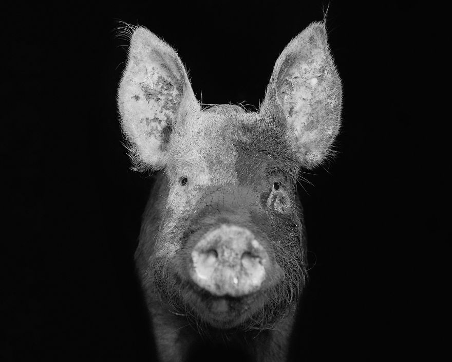I Became Vegan After Photographing Farm Animals (14 Pics) I Became Vegan After Photographing Farm Animals (14 Pics)