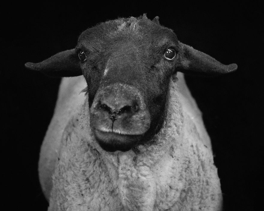 I Became Vegan After Photographing Farm Animals (14 Pics) I Became Vegan After Photographing Farm Animals (14 Pics)