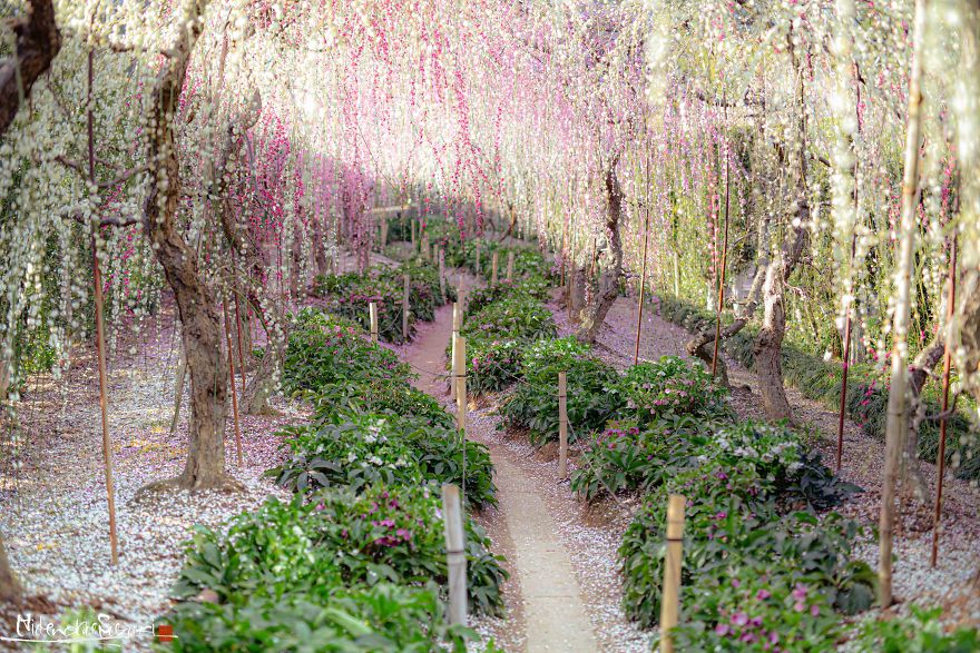 Early Spring In Japan