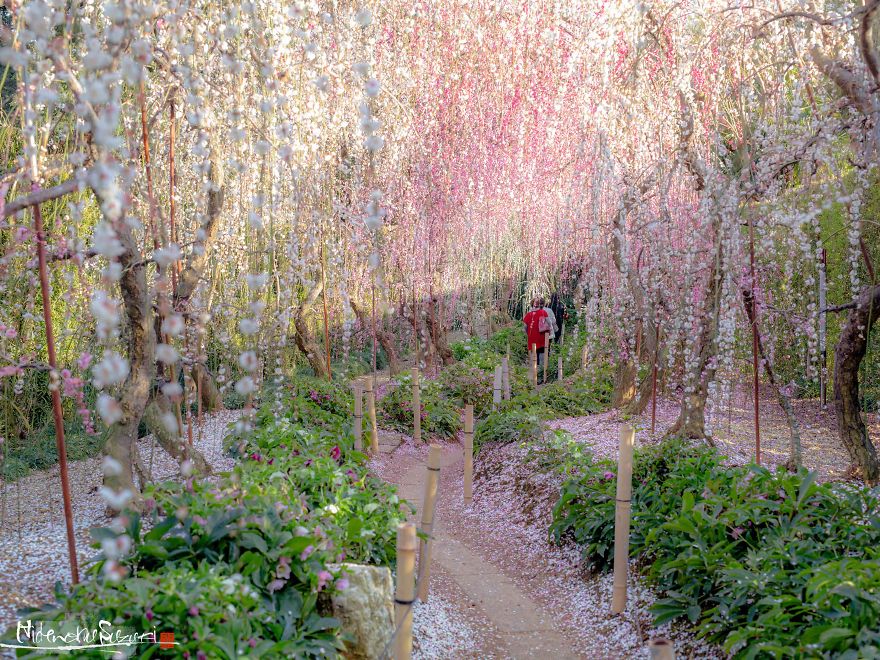 Early Spring In Japan