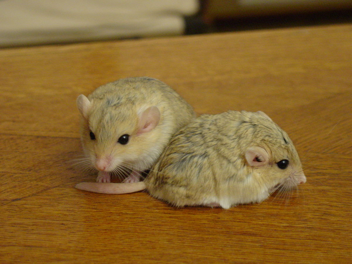 Some Cute Rats To Show That Rats Aren’t That Bad