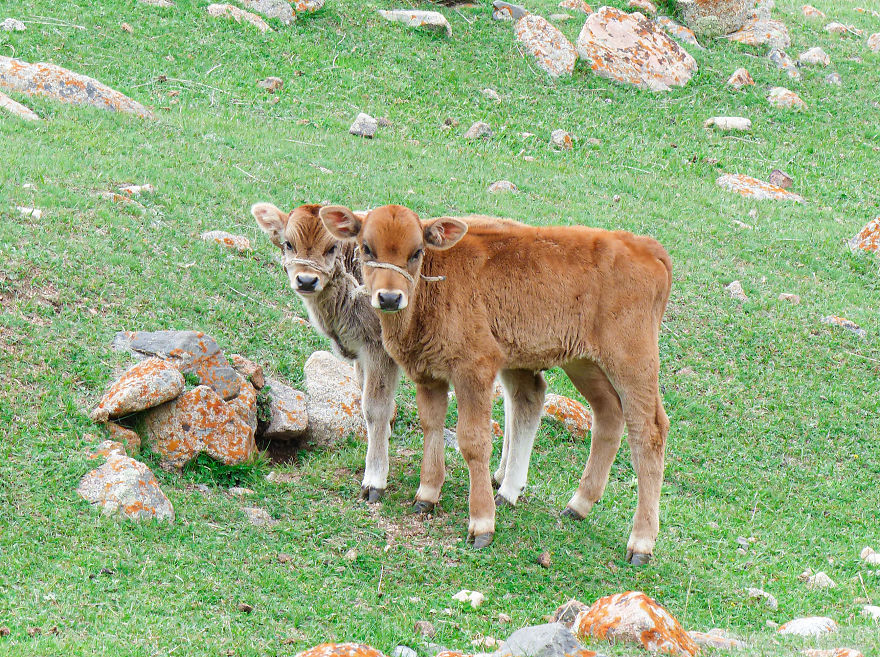 At 22 Years Old, I Came Alone In Kyrgyzstan To Meet Nomadic People In The Mountains