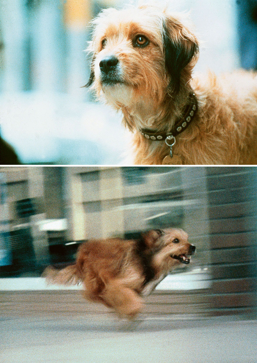 Benji (Mixed Breed), Benji, 1974