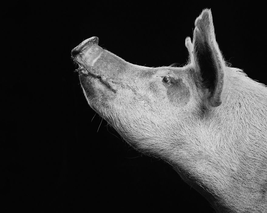 I Became Vegan After Photographing Farm Animals (14 Pics) I Became Vegan After Photographing Farm Animals (14 Pics)