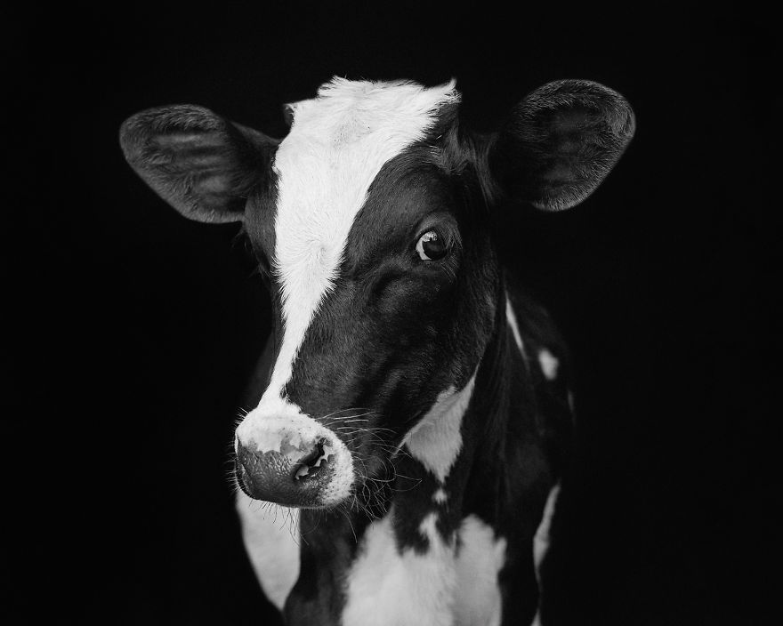 I Became Vegan After Photographing Farm Animals (14 Pics) I Became Vegan After Photographing Farm Animals (14 Pics)