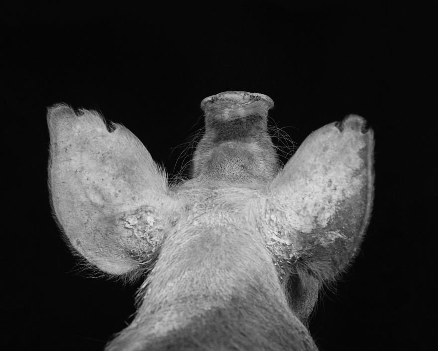 I Became Vegan After Photographing Farm Animals (14 Pics) I Became Vegan After Photographing Farm Animals (14 Pics)