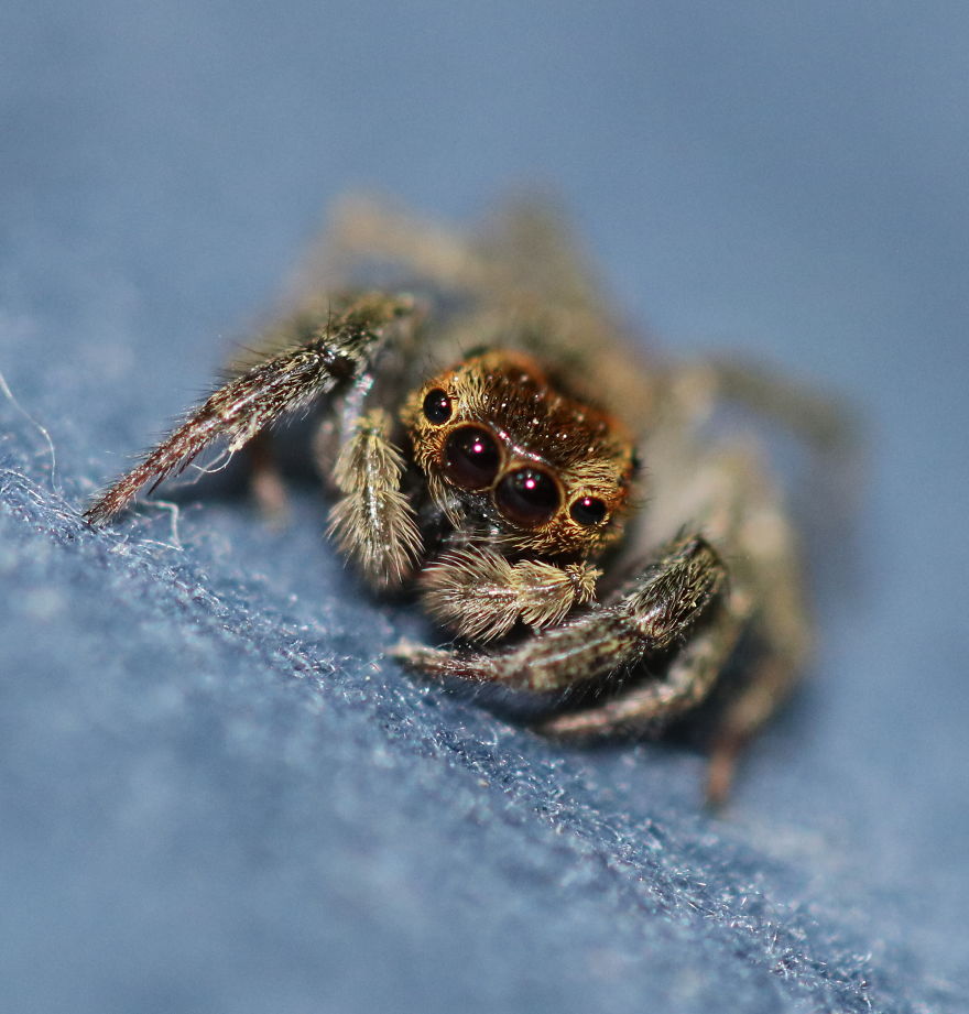 I Capture The Small World Of Jumping Spiders