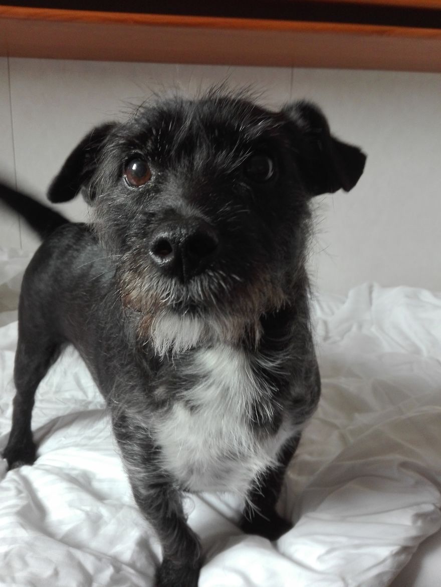 Bored Chicka Wants To Say Hello To Bored Pandas!