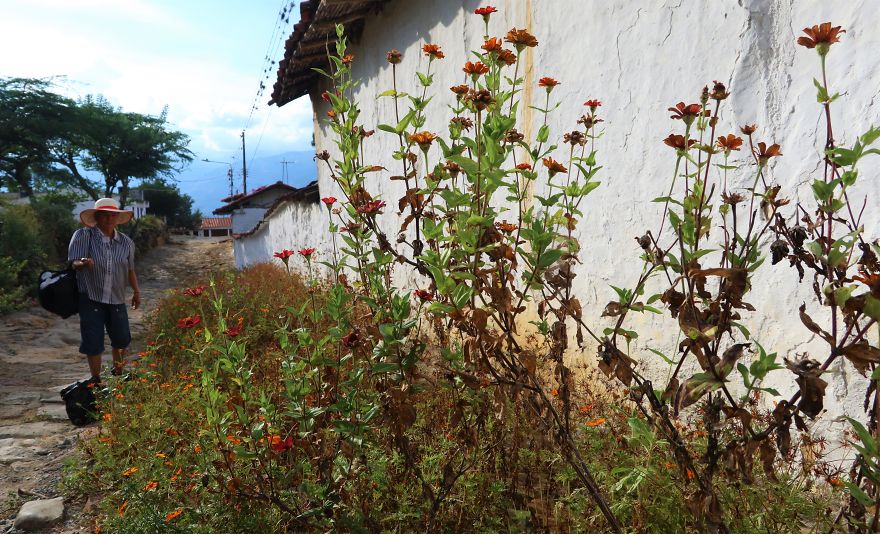 Flower Harvest, Guané