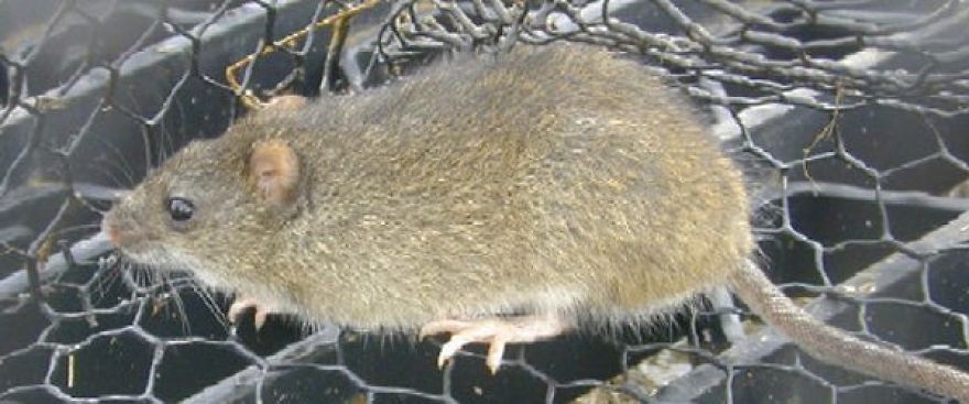 Some Cute Rats To Show That Rats Aren't That Bad