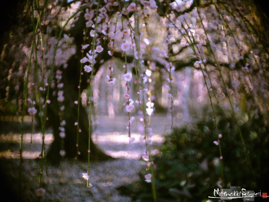Early Spring In Japan
