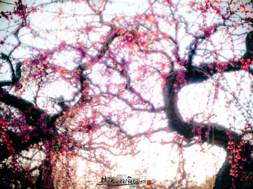 Early Spring In Japan