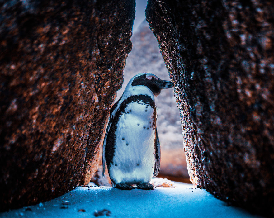 Penguin