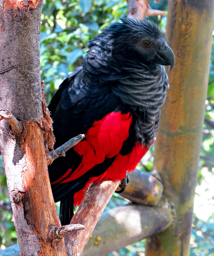 Dracula parrot perched on a branch showing striking black and red feathers in a natural forest setting.