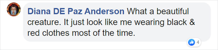 User comment on social media with profile picture, praising a beautiful creature resembling their usual black and red clothing style.